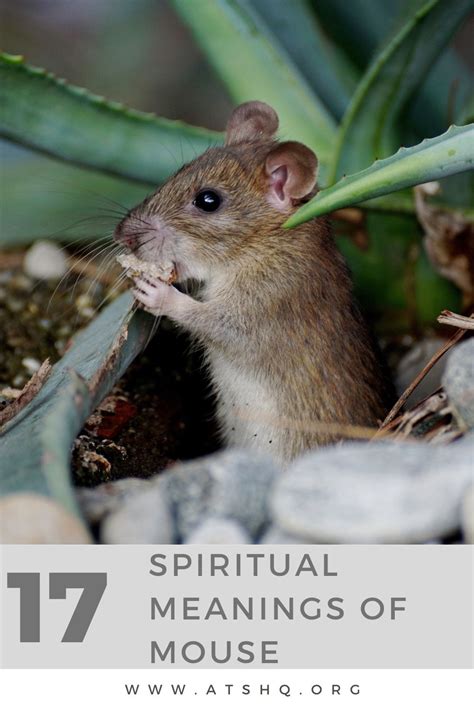Is there a connection between eating mice and witchcraft